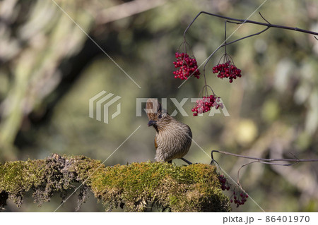 Striated Laughingthrush, Grammatoptila striatus, Uttarakhand, India 86401970