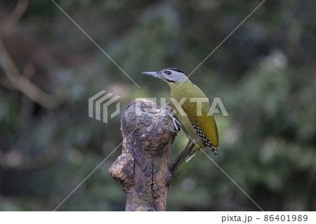 Grey-headed Woodpecker, Picus canus, Uttarakhand, India 86401989