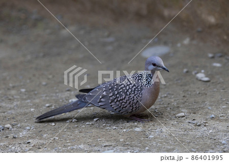 Spotted Dove, Spilopelia chinensis, Uttarakhand, India 86401995
