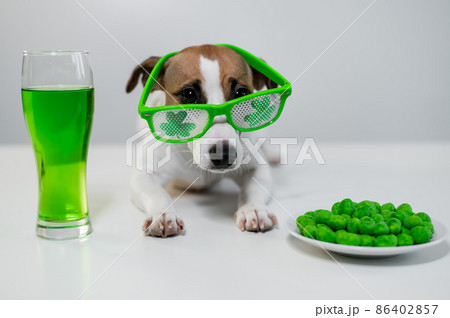 Dog with a mug of green beer and glazed nuts in funny glasses on a white background. Jack russell terrier celebrates st patrick's day 86402857