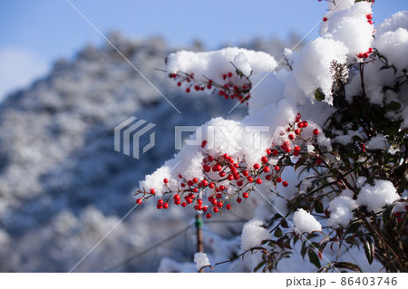 南天と雪景色 86403746