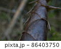 たけのこの表面 86403750