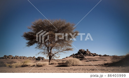 Desert Landscape with Acacia in Moul Naga valley at in Tassili nAjjer national park in Algeria 86403999