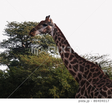 Portrait of giraffe, Bandia national reserve Senegal 86404017