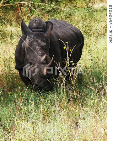 Portrait of rhinoceros, Bandia reserve, Senegal 86404018