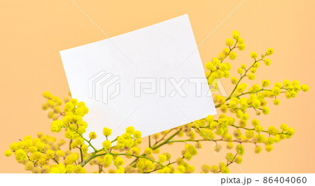 8 March, birthday, Mother's day, Valentine's day, Easter greeting card with empty white sheet on yellow mimosa branch on trendy coral backdrop. Spring holiday mock up. Copy space. 8 March, birthday, Mother's day, Valentine's day, Easter greeting card with empty white sheet on yellow mimosa branch on trendy coral backdrop. Spring holiday mock up. Copy space. 86404060