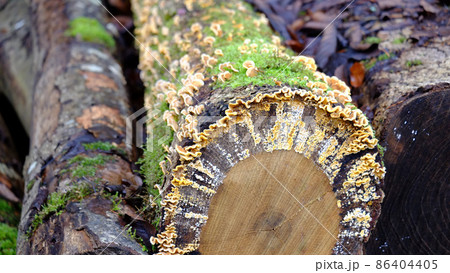 tree trunk mushroom 86404405