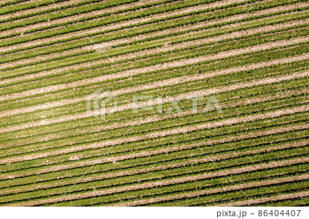 vineyard in Breisgau Germany region fly over vineyard in Breisgau Germany region fly over 86404407