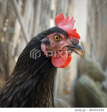 beautiful Koenigsberg chicken portrait beautiful Koenigsberg chicken portrait 86404440