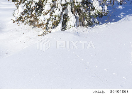 雪山の動物の足あと 86404863