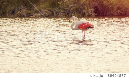 Flamingos at Camargue France Flamingos at Camargue France 86404877