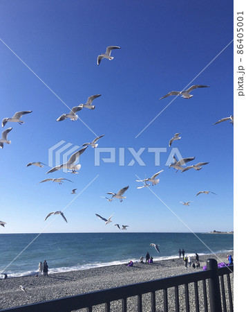 Gulls are flying against the background of the sea 86405001
