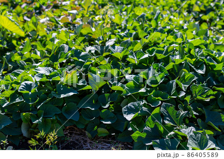 畑の野菜 86405589