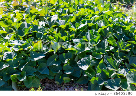 畑の野菜 畑の野菜 86405590