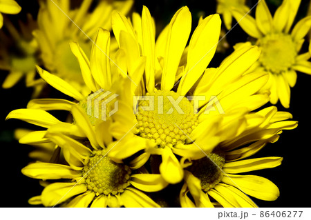 菊の花のデザイン的イメージ写真 菊の花のデザイン的イメージ写真 86406277
