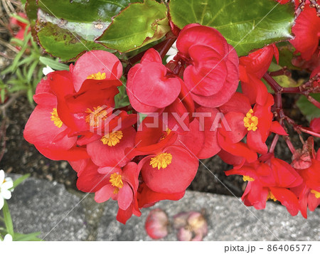 ベゴニアの花 アップ ベゴニアの花 アップ 86406577