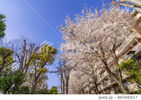 西国分寺・史跡通りの桜並木（2021年3月） 86406937
