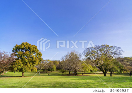 春の武蔵国分寺公園のこもれび広場（2021年3月） 86406987