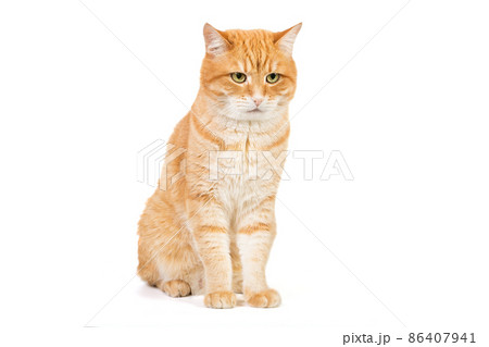 Portrait of a big red cat 86407941