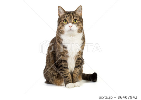 Large and serious grey cat Large and serious grey cat 86407942