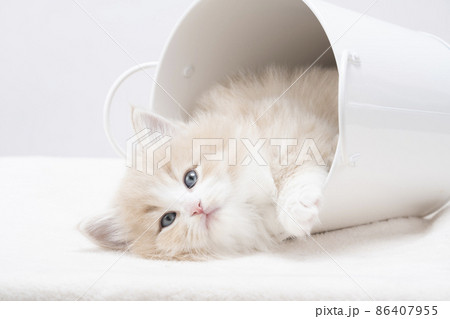 倒れた白い鉢カバーに入ってカメラを見る子猫 倒れた白い鉢カバーに入ってカメラを見る子猫 86407955