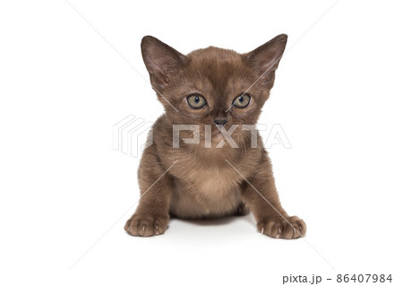 Small chocolate color kitten 86407984