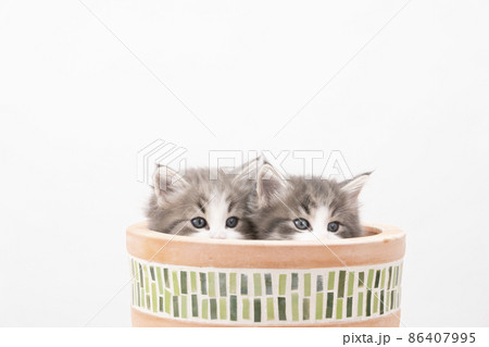 鉢に入った2匹の子猫 鉢に入った2匹の子猫 86407995