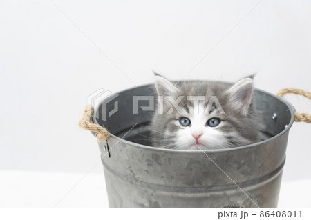鉢カバーに入った子猫 86408011