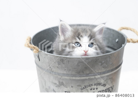 鉢カバーに入った子猫 86408013