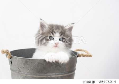 鉢カバーに入ったカメラ目線の子猫 鉢カバーに入ったカメラ目線の子猫 86408014