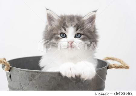 鉢カバーに入ったカメラ目線の子猫 86408068