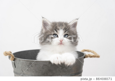 鉢カバーに入ったカメラ目線の子猫 86408071