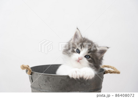 鉢カバーに入って首を傾げる子猫 86408072