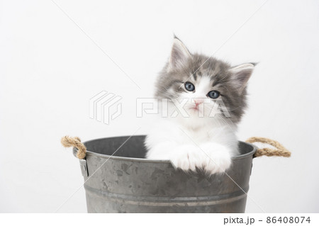 鉢カバーに入ったカメラ目線の子猫 鉢カバーに入ったカメラ目線の子猫 86408074