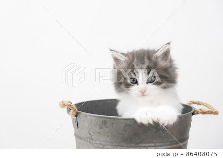 鉢カバーに入ったカメラ目線の子猫 86408075