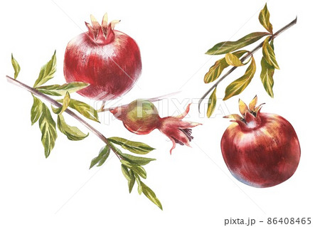 Pomegranate whole with leaves watercolor illustration isolated on white background. 86408465