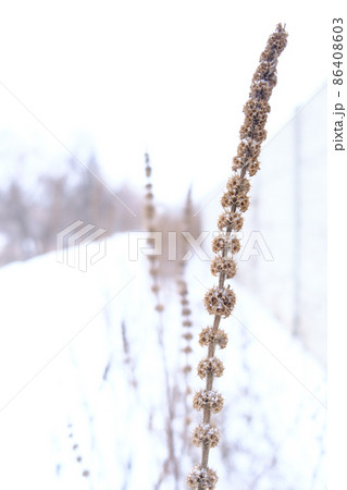 Frozen dry spikelet on roadside in snow, winter background, selective focus 86408603