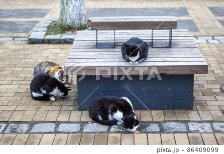 Zelenogradsk is a city of cats. Urban landscape. Resort Avenue. Kaliningrad region. Russia Zelenogradsk is a city of cats. Urban landscape. Resort Avenue. Kaliningrad region. Russia 86409099