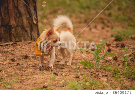 Chihuahua dog in the forest. Purebred mini dog. Animal, pet. 86409175