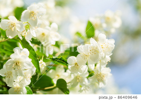 jasmine flowers on a bush 86409646