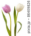 White and pink tulips 86409826