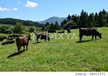 牛の放牧 月山高原牧場 山形県 86411375
