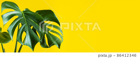 Trending houseplant tropical monstera deliciosa. Green leaves of monstera on color yellow background. Banner format. 86412346
