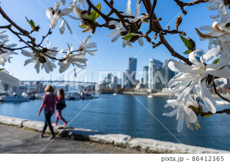 春のバンクーバーの入江沿い ダウンタウンの街並みの一望 春のバンクーバーの入江沿い ダウンタウンの街並みの一望 86412365