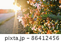 光射す 86412456