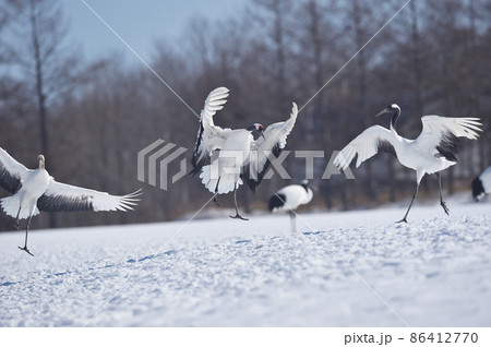 給餌場に飛来したタンチョウの群れ(北海道・鶴居) 給餌場に飛来したタンチョウの群れ(北海道・鶴居) 86412770