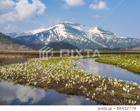 尾瀬の代表的風景・尾瀬ヶ原に咲くミズバショウ 86412776