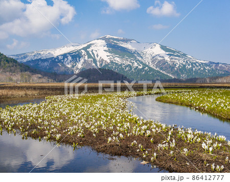 尾瀬の代表的風景・尾瀬ヶ原に咲くミズバショウ 86412777