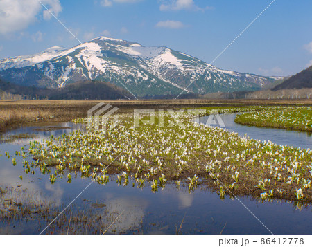 尾瀬の代表的風景・尾瀬ヶ原に咲くミズバショウ 86412778