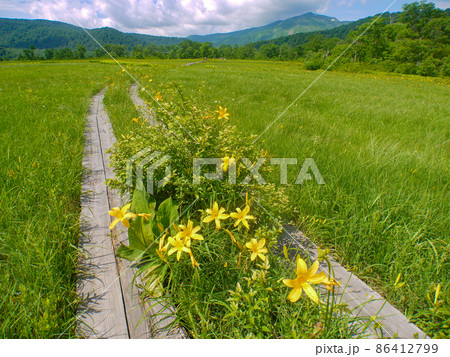 尾瀬・尾瀬ヶ原に咲くニッコウキスゲ 尾瀬・尾瀬ヶ原に咲くニッコウキスゲ 86412799